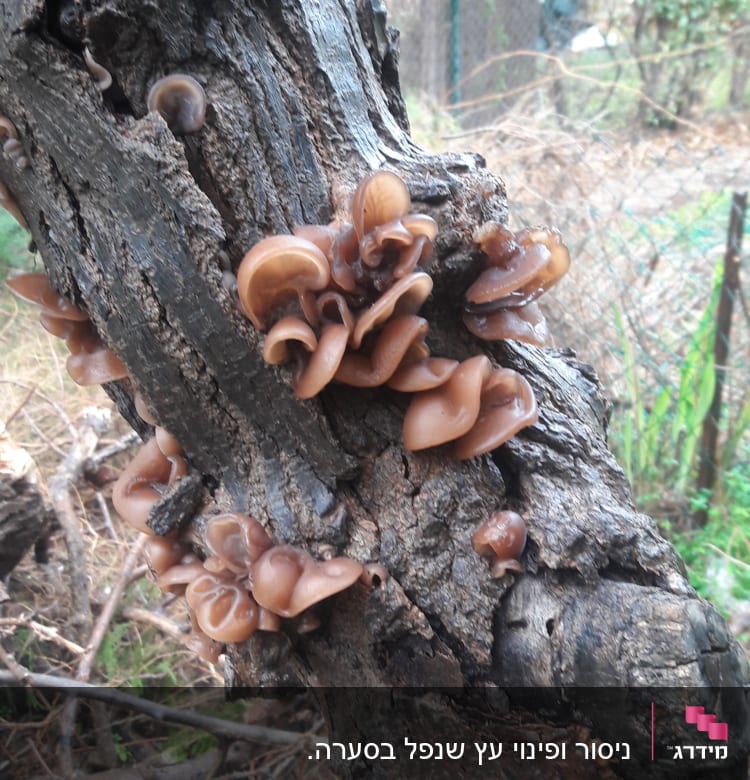 פטריות חומות גדלות על גזע עץ בגינה